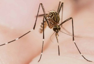 ¿Qué olores provocan a los mosquitos para que nos piquen?