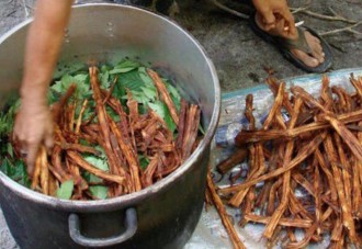 ¿Qué es la ayahuasca y qué beneficios tiene?
