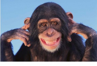 pensamiento-humano-versus-chimpances