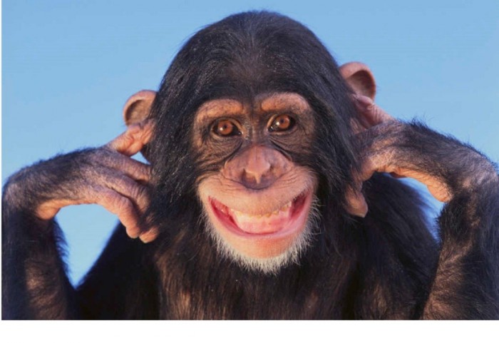¿Pensamiento humano versus chimpances?