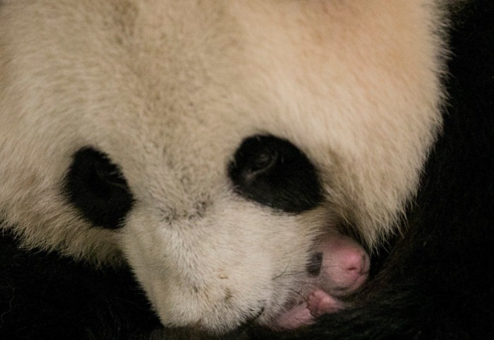¿Por qué son tan pequeños los bebés de oso panda?