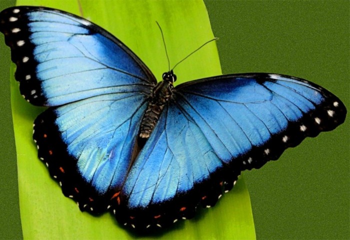¿A qué se le llama ‘efecto mariposa’?
