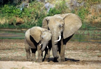 ¿Cuántos elefantes ha perdido África?
