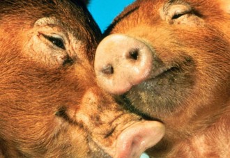 ¿Qué hay de verdad en que el orgasmo del cerdo dura hasta una hora?