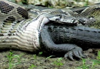 ¿Puede una serpiente engullir un cocodrilo?