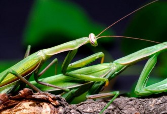 ¿Por qué la mantis religiosa hembra se come al macho durante el apareamiento?