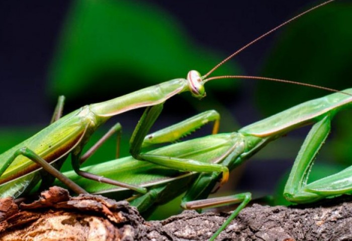 ¿Por qué la mantis religiosa hembra se come al macho durante el apareamiento?