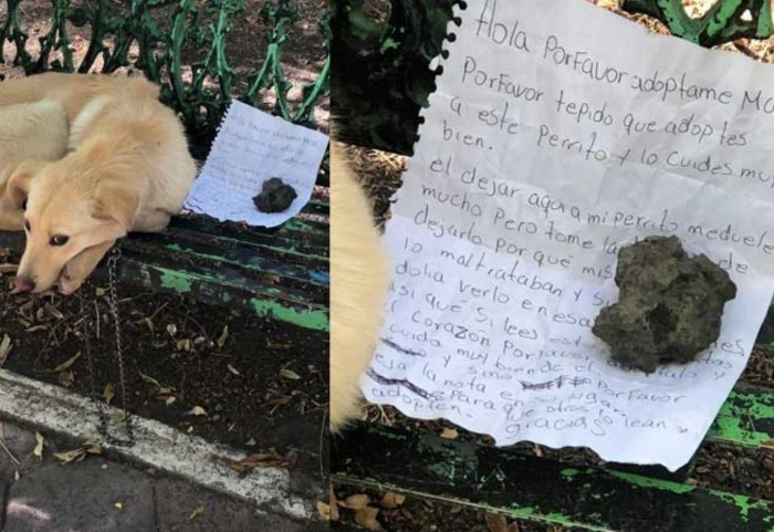 Perro abandonado en una valla de un parque. Al lado había una nota en la que pedían que lo adoptaran