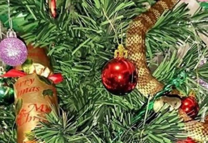 ¿Conoces la curiosa historia de la familia que ha encontrado una serpiente en su árbol de Navidad?