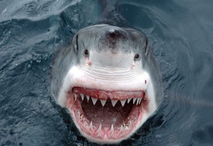 ¿Cuántos dientes tiene un tiburón?