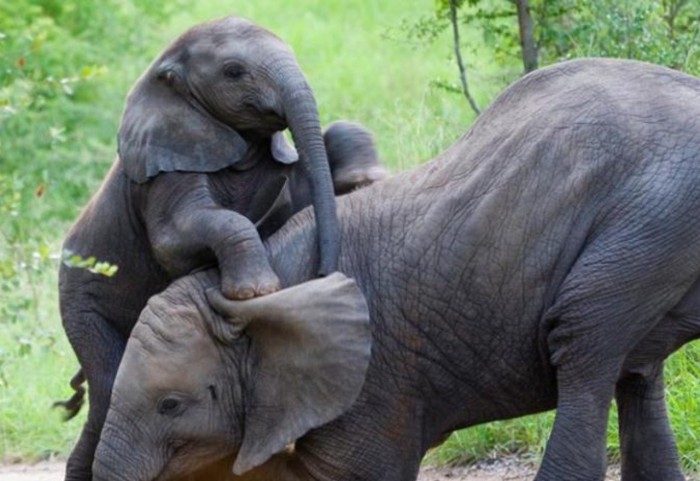 Curiosidades sobre los elefantes que te gustará saber