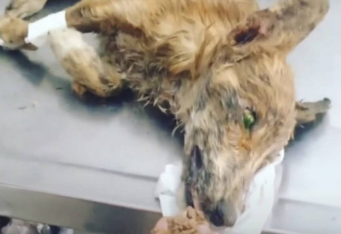 La recuperación de este husky va más allá de las heridas: un drama con final feliz
