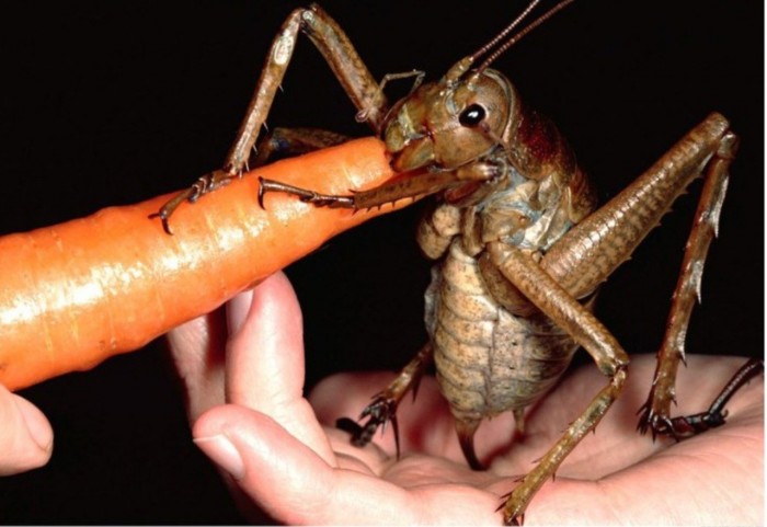 ¿Cuál es el insecto más grande del mundo?