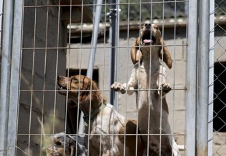 ¿Que espera el gobierno para frenar de una vez estos asesinatos de los perros de caza? No hay nada que justifique esta salvajada
